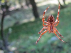 桃树红蜘蛛用什么药有效,附发生时间及防护时间