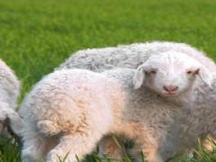 小尾寒羊可以在陕西养殖吗？