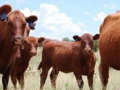 养牛让牛晒太阳重要吗？
