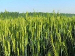 春小麦产量低的原因