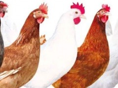 肉鸡吃什么药增长快？
