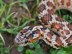 安徽土斑蛇有多毒？