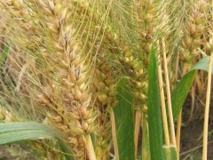 干热风对小麦危害的关键时期是？