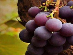 种植葡萄开始于哪个朝代？