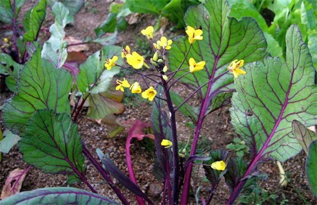 红菜苔 追肥要点 红菜苔施肥