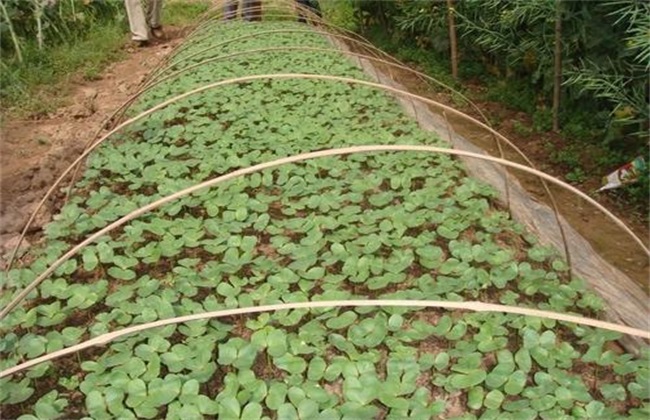 棉花大小苗 是怎么造成的