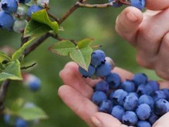 蓝莓奥尼尔适合北方种植吗？