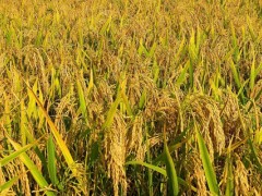 水稻浸种得多长时间？