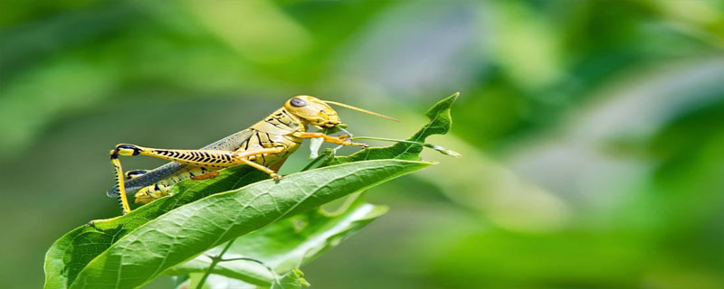 蝗虫和蝈蝈的区别