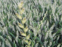 西农9718小麦品种？