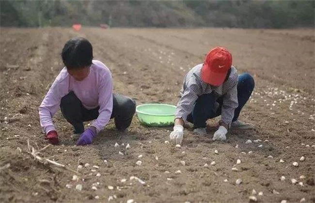 秋播大蒜栽培 大蒜栽培 大蒜