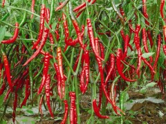 辣椒在植物分类中属于哪一类？