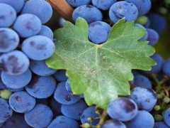 蓝莓绿宝石品种特点？