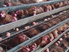 蛋鸡慢性禽流感怎么治？