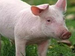 戊二醛癸甲溴铵溶液能带猪消毒吗？