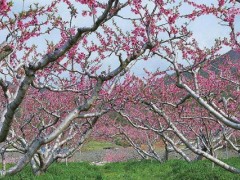 桃树木有什么作用？