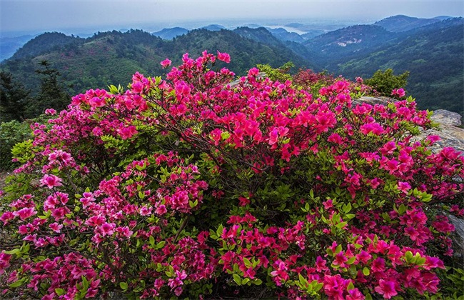 映山红 栽培 技术