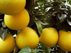 柚子含钾高吗？