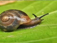 农家自制杀蜗牛的药？