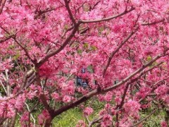 桃树花芽和叶芽的区别？