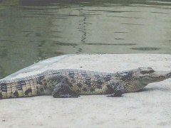 鳄鱼能在水里憋气多久？