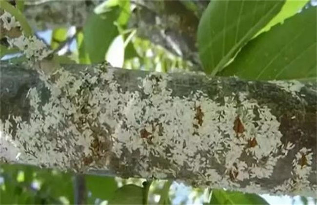 芒果蚧壳虫的防治方法