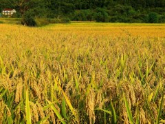 水稻和谷子有什么区别？