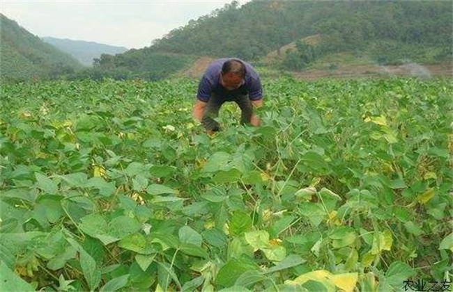 大豆对环境条件的要求 达达搜