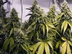 大麻的种植技术