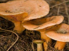 松乳菇的种植技术在哪里可以学习？