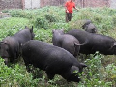 土猪养殖很有前途吗