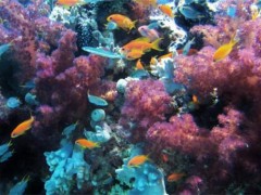 2070年地球所有珊瑚礁或将消失！为什么会消失？它是由什么组成？
