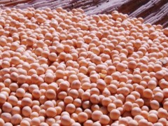 2019年国产大豆播种面积有望继续增加,供给能力稳步提升