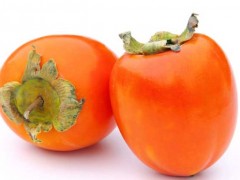 孕妇能吃柿子吗?