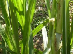 甜象草种子价格及种植方法
