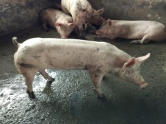 养猪怎么巧妙使用阿莫西林效果最好?