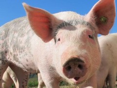 生猪规模化养殖场建设补助项目补贴多少？猪肉价格何时能降下来？