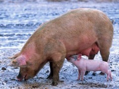 2019-2020生猪繁育、保险补助奖励政策：能繁母猪保额1500元,育肥猪800元