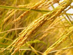 稻谷价格持续低迷农户该如何选择？今年全国水稻的种植面积会减少吗