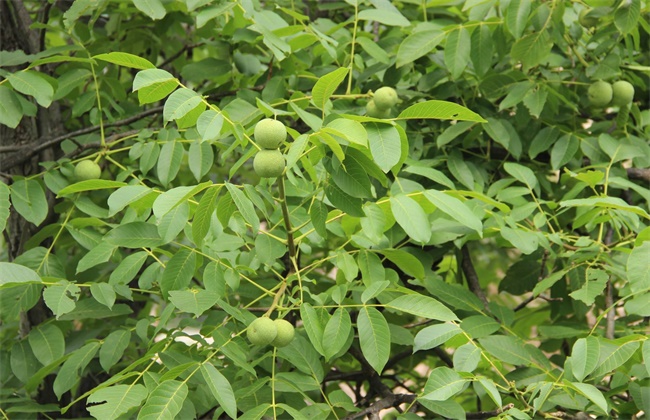 沙土地种植什么果树好