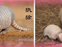 犰狳是什么动物