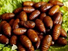 孕妇能吃蚕蛹吗?