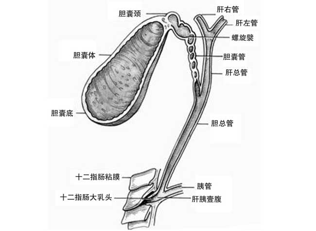 胆结石不能吃什么<a href=https://www.dadasou.com/news/139826.html target=_blank class=infotextkey>食物</a>