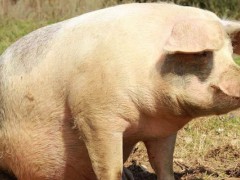 非洲猪瘟防控大区划分？