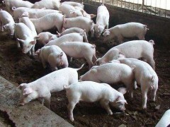 农村将禁止养猪？这五大区域禁止养殖！