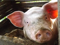 云南腾冲非洲猪瘟发病177头死亡97头！非洲猪瘟会有哪些症状？