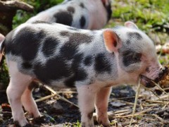 2019全国生猪价格是多少钱一公斤？猪肉价格什么时候能回落？