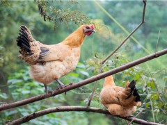 2020年农村养哪些品种的鸡赚钱？这几种前景可观！