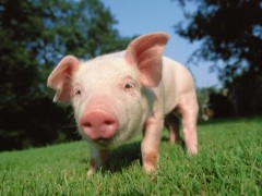 农业农村部：六方面举措加快恢复生猪生产！
