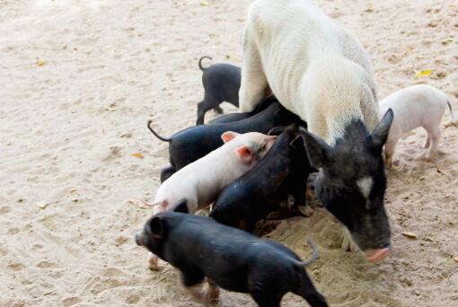 猪肉保供稳价成效如何？生猪养殖现状怎样？附未来猪价走势预测